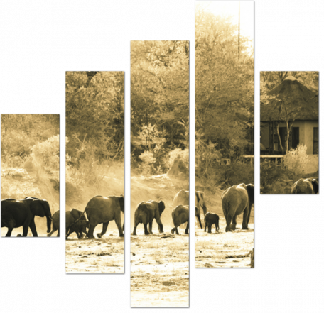 Винтажная фотография Африканских слонов