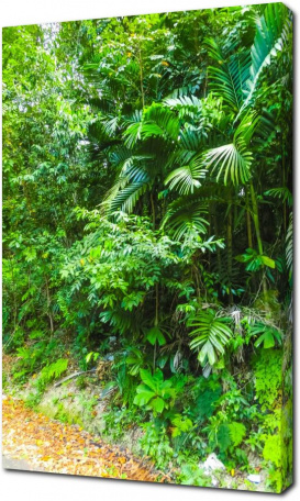 Тропическая зелень