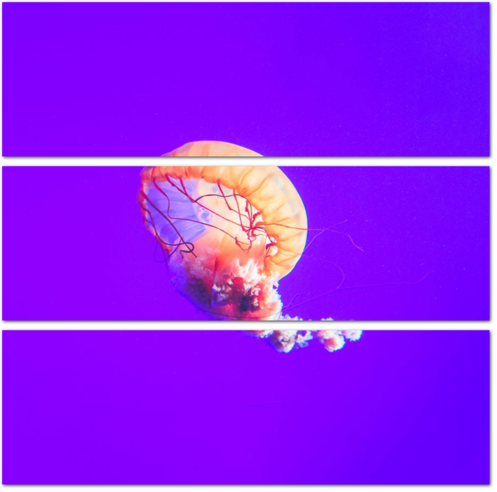 Медуза на сиреневом фоне