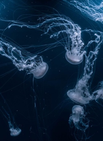 Ажурные невесомые медузы
