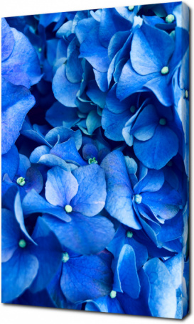 Цветки голубой гортензии