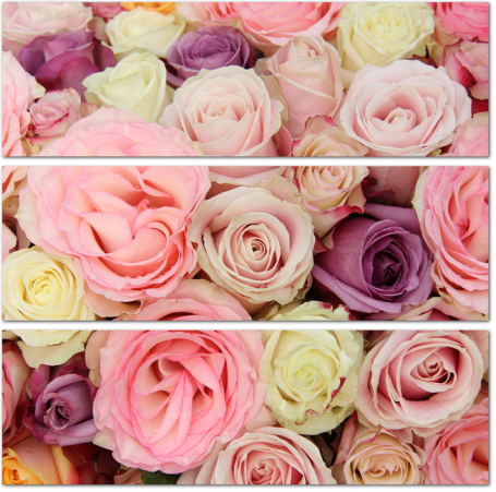 Бутоны разноцветных роз
