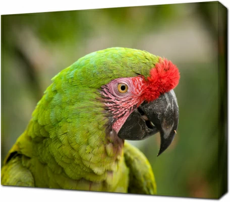 Малый солдатский Ара