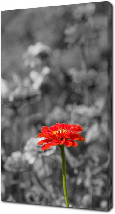 Красный цветок на фоне черно-белого плана