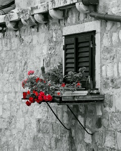 Красные цветы на фоне черно-белой стены