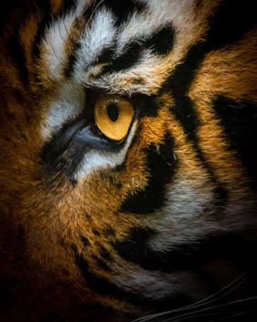 Глаз тигра крупно
