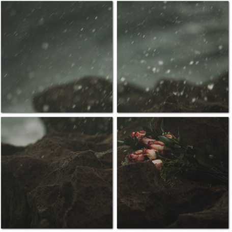 Розы на камнях в дождь