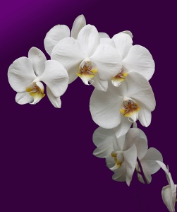 Белые орхидеи на сиреневом фоне