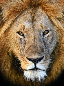Король зверей - лев