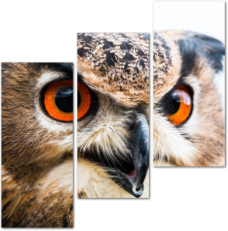 Глаза совы