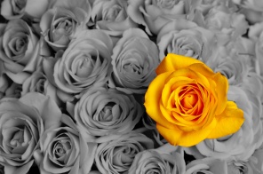 Выделенная желтая роза на черно-белом фоне