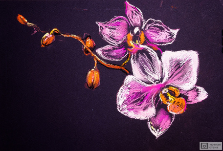 Рисунок орхидей на картоне