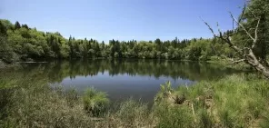 Лесное круглое озеро