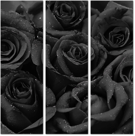 Фон с черными розами