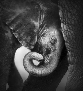 Черно-белое изображение слонов