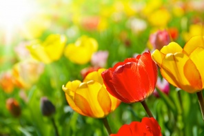 Красочные весенние тюльпаны
