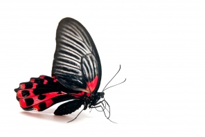 Бабочка красная с черным на белом фоне