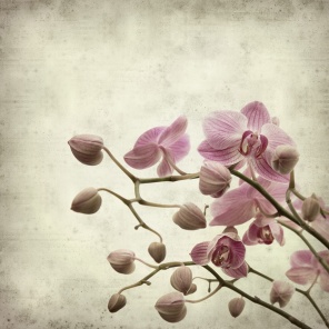 Винтажное изображение, орхидея