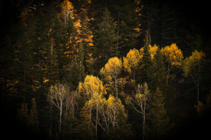 Желтые верхушки деревьев