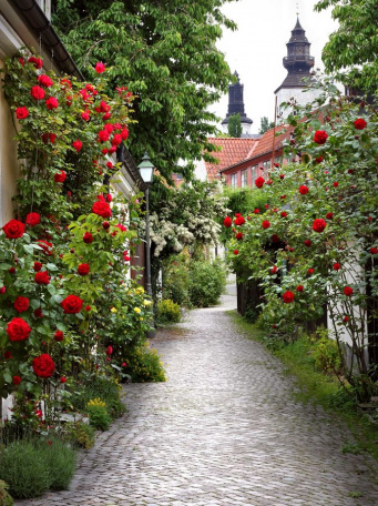 Улица роз