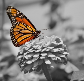 Цветная бабочка-Монарх на черно-белой фото