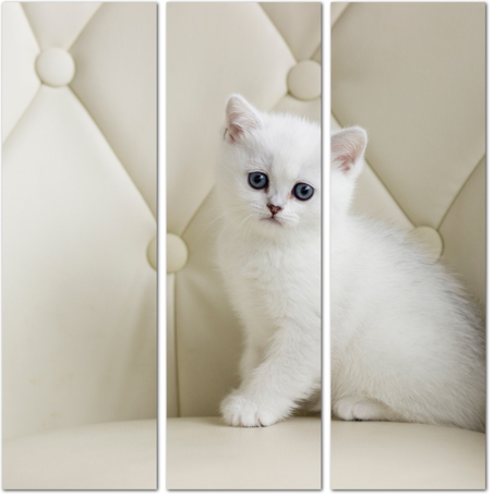 Грустный белый котенок