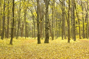 Красивый осенний лес