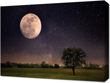 Лунная ночь над полем