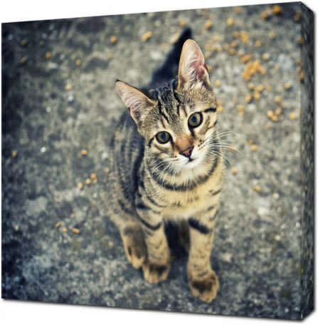 Милый маленький котёнок