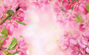 Розовый свет и цветки яблони