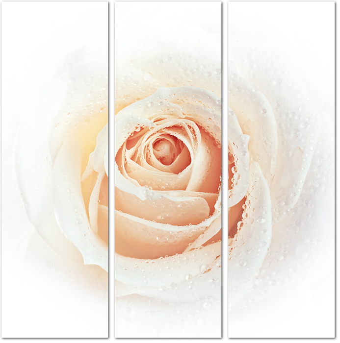 Белая роза с каплями воды
