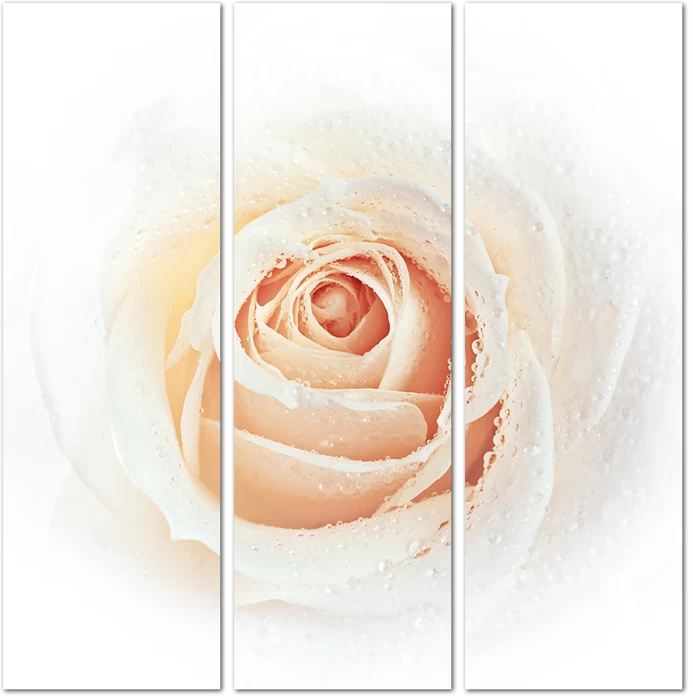 Белая роза с каплями воды