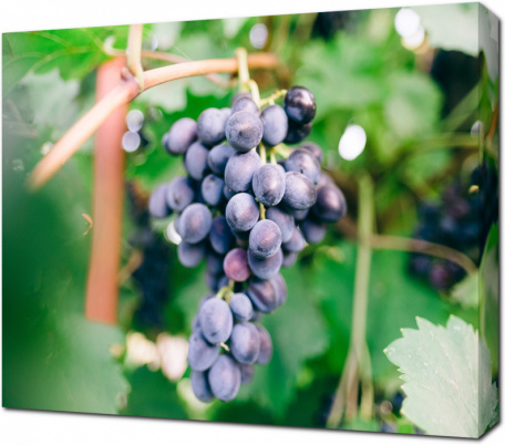 Свежая виноградная гроздь