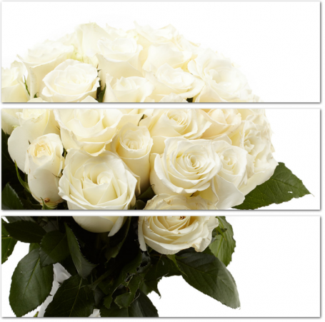 Белые розы на белом фоне