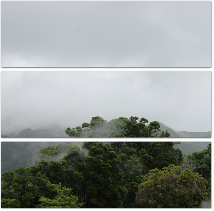 Дождь над тропическим лесом