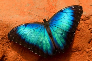 Бабочка Калиго