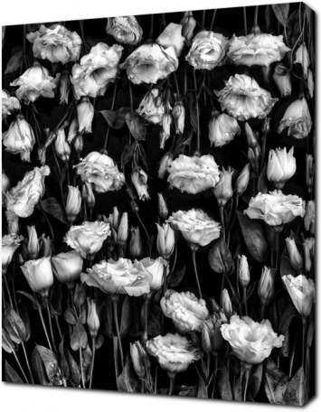 Высококонтрастное черно-белое изображение роз