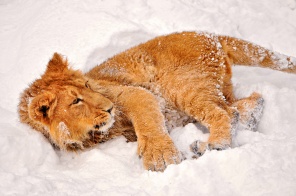 Львёнок в снегу