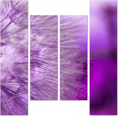 Макро фото фиолетового одуванчика
