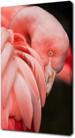 Розовый фламинго крупно