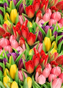 Разноцветные тюльпаны с каплями воды