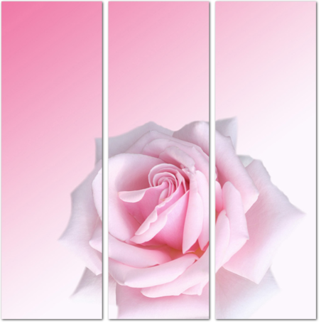 Нежно-розовая роза на светлом фоне