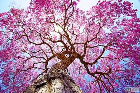 Розовое дерево лапачо