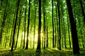 Зелёный лес и солнечный свет