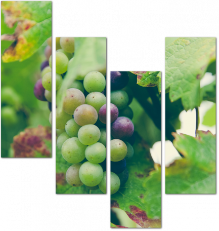 Виноград на винодельне