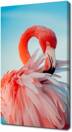 Изящный розовый фламинго