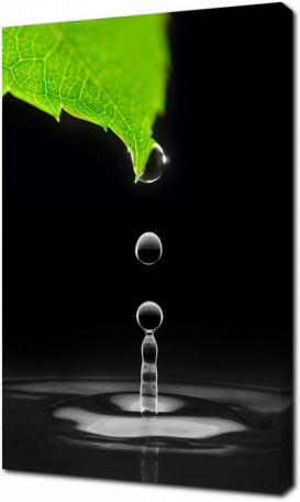 Капля воды падает с зеленого листка на черном фоне