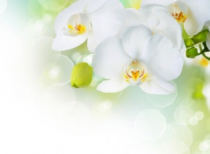 Цветок орхидеи на зелёном фоне