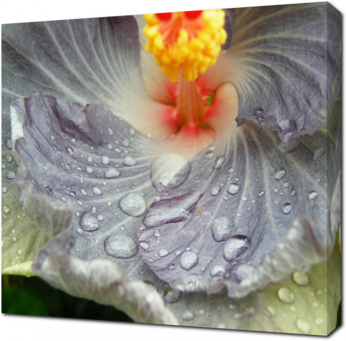Капли воды на лепестках экзотического цветка