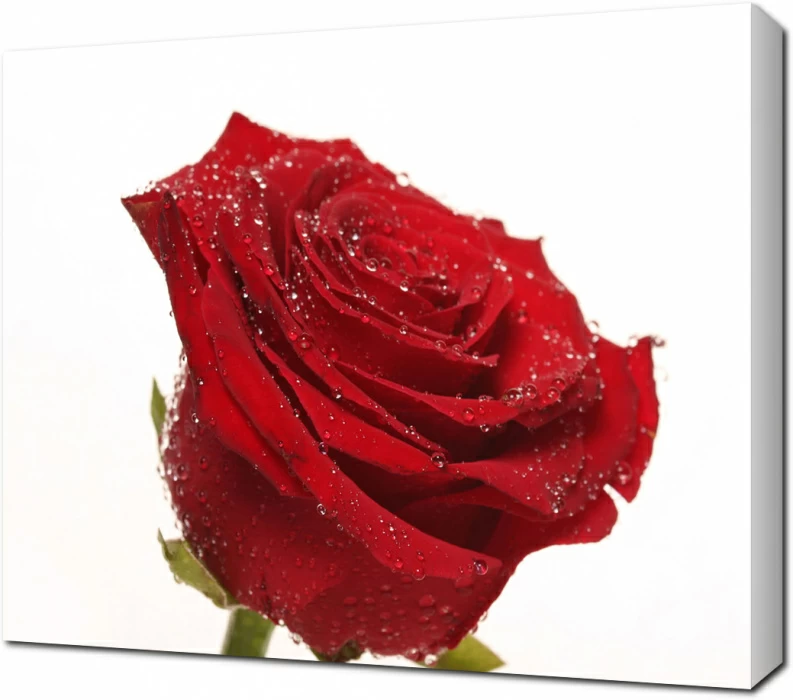 Красная роза на белом фоне